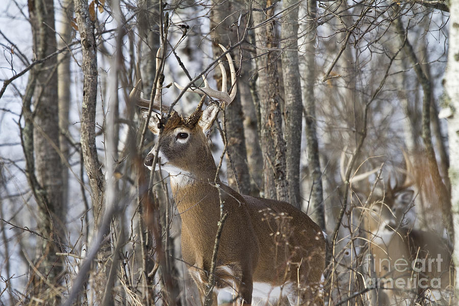 White-tailed Buck In Winter #1 Photograph by Linda Freshwaters Arndt