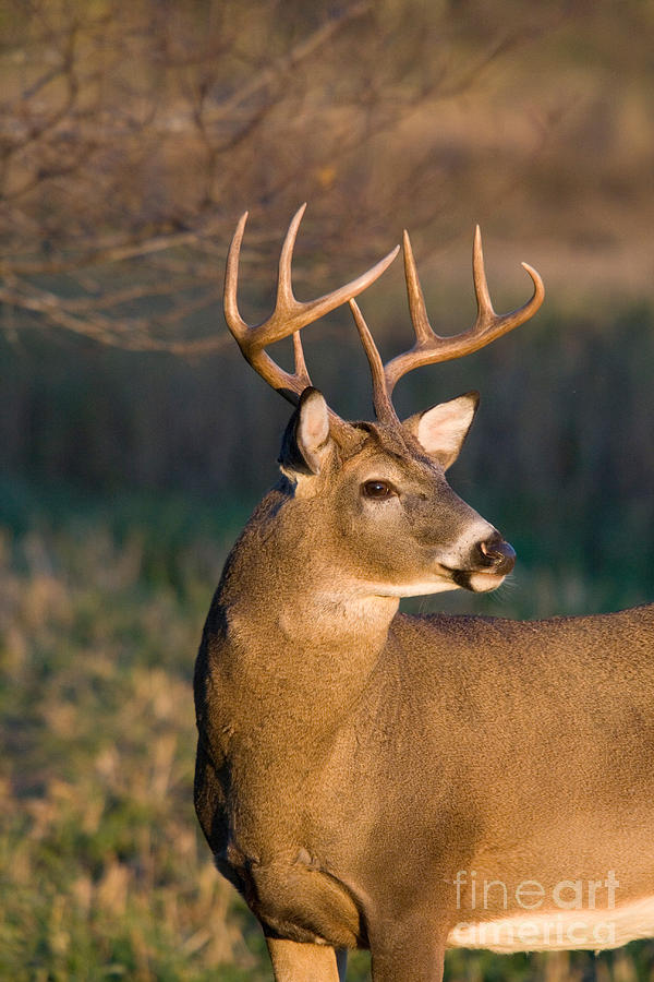 White-tailed Buck Photograph by Linda Freshwaters Arndt - Fine Art America