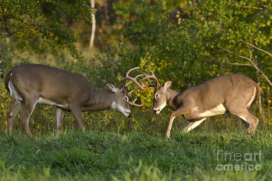 Animal Photograph - White-tailed Bucks In Fall #1 by Linda Freshwaters Arndt