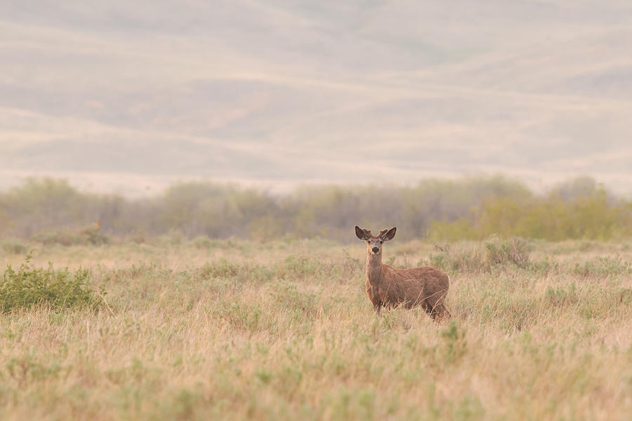 White-tailed Deer Photograph