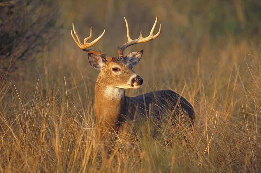 White-tailed Deer Buck Photograph by Gerald C. Kelley - Fine Art America