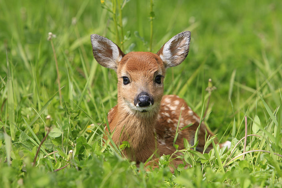 White-tailed Deer Fawn #1 Photograph by M. Watson