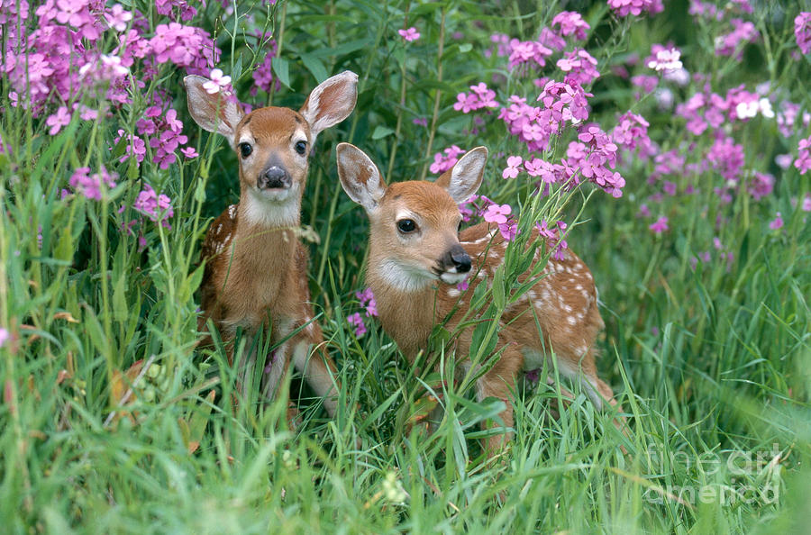 Wildlife Photograph - White-tailed Deer Fawns #2 by Alan Carey