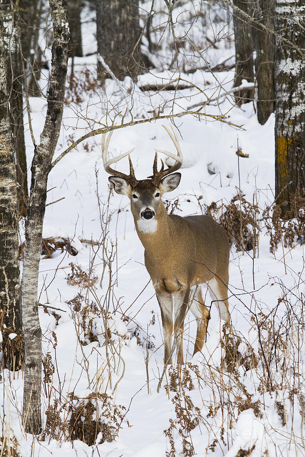 White-tailed Deer In Winter #1 Photograph by Linda Freshwaters Arndt