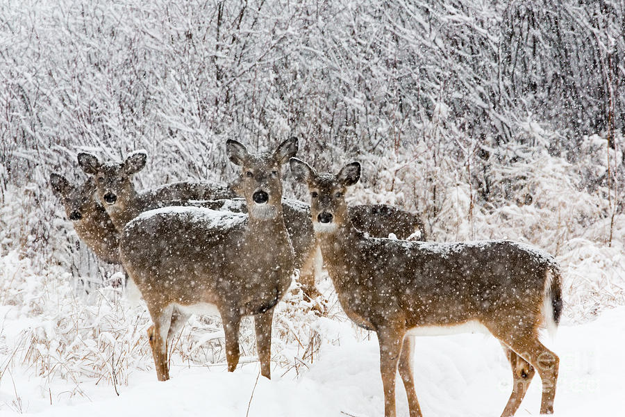 Deer Photograph - White-tailed Deer  #20 by Linda Freshwaters Arndt