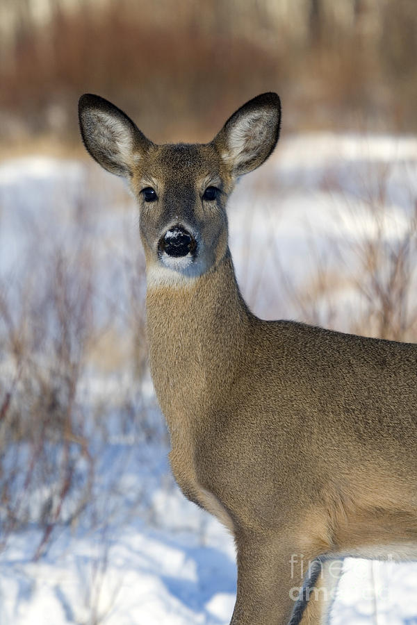 White-tailed Doe #1 Photograph by Linda Freshwaters Arndt