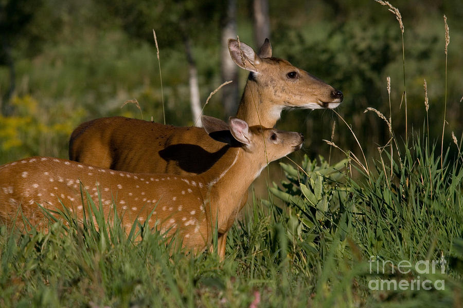 White-tailed Doe With Fawn #1 Photograph by Linda Freshwaters Arndt