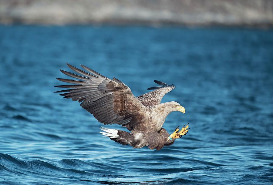 White-tailed Eagle Hunting #1 Photograph by Dr P. Marazzi/science Photo Library