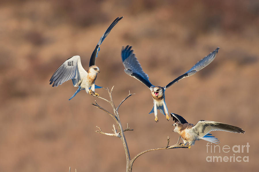 White-tailed Kite Siblings #2 Photograph by Anthony Mercieca