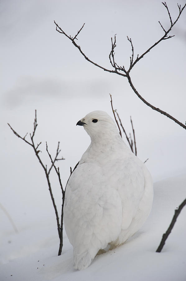 White-tailed Ptarmigan Camouflaged #1 Photograph by Michael Quinton
