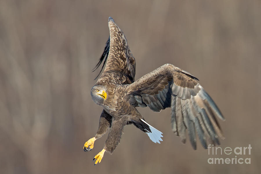 White Tailed Sea Eagle Photograph by Natural Focal Point Photography