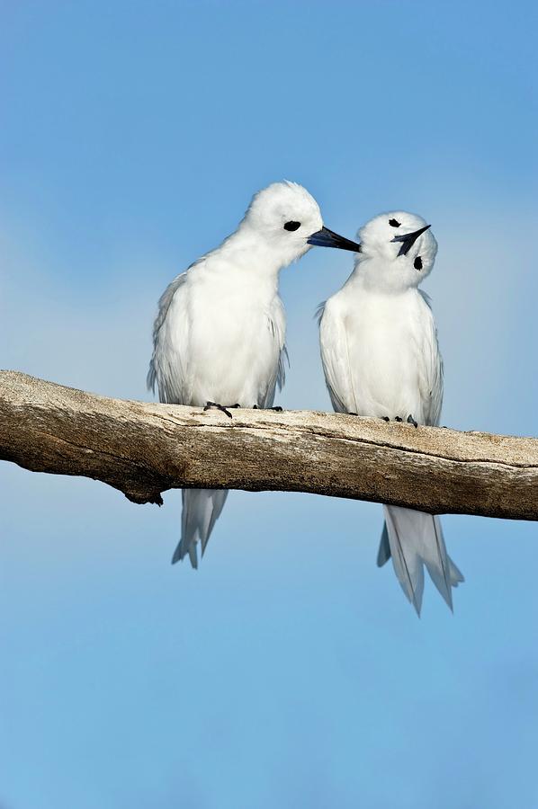 White Terns Allogrooming #1 Photograph by Tony Camacho/science Photo Library