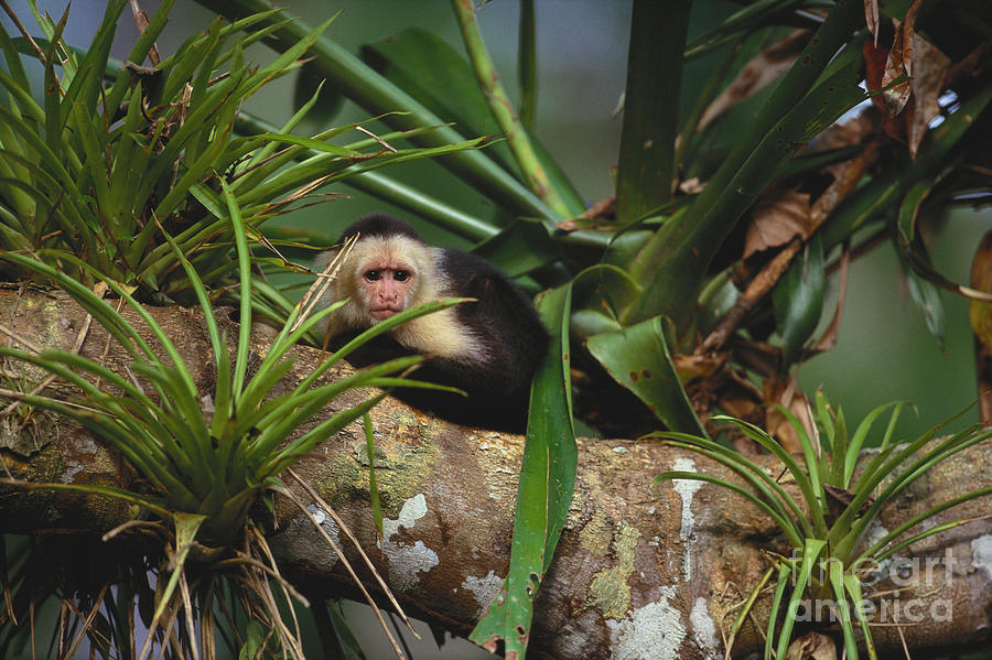 White-throated Capuchin Monkey #1 Photograph by Art Wolfe