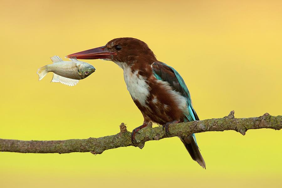 White-throated Kingfishe #1 Photograph by Photostock-israel