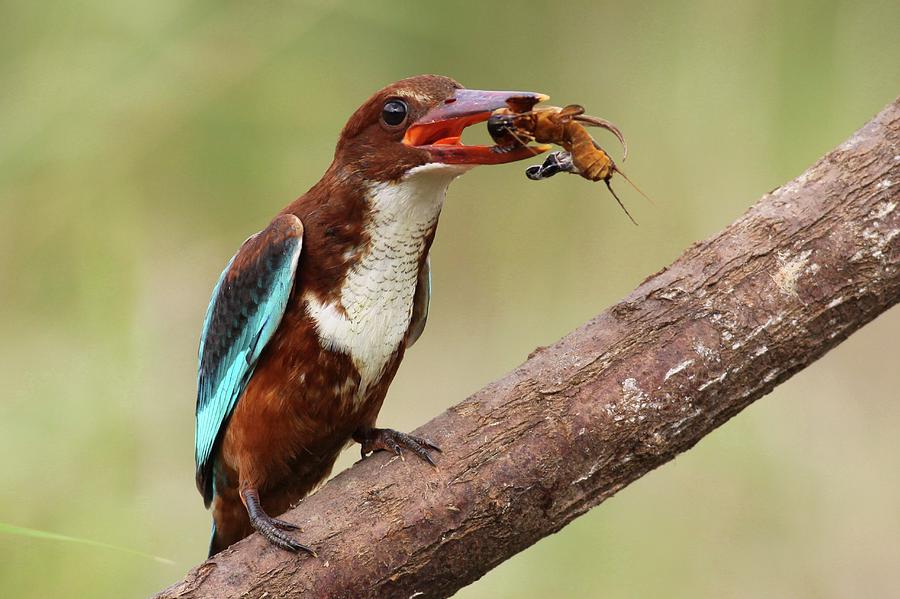 Kingfisher Photograph - White-throated Kingfisher #1 by Photostock-israel/science Photo Library