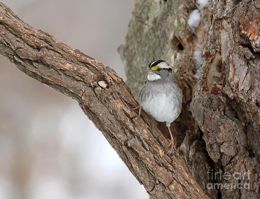 White-throated Sparrow #1 Photograph by Jack R Brock