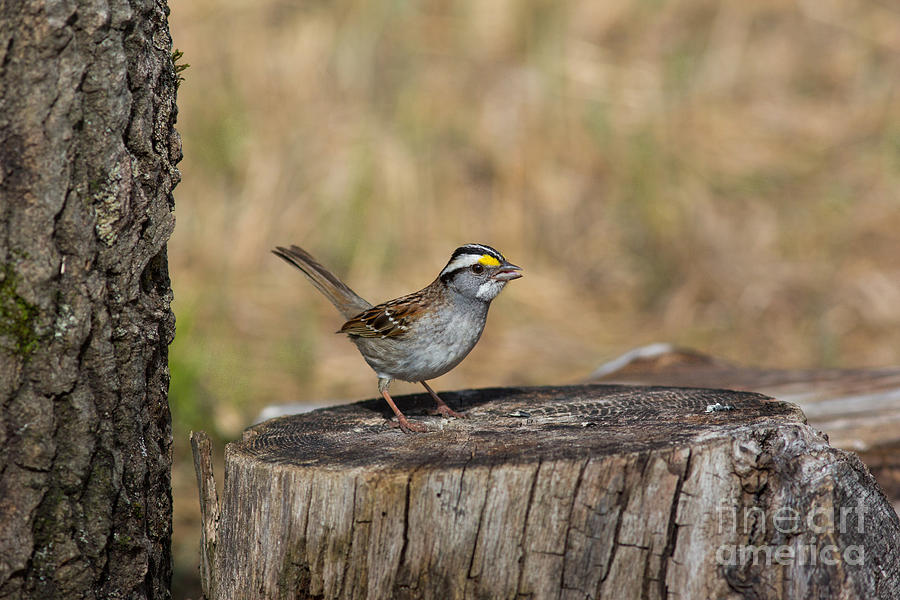Feather Photograph - White-throated Sparrow Zonotrichia #1 by Linda Freshwaters Arndt