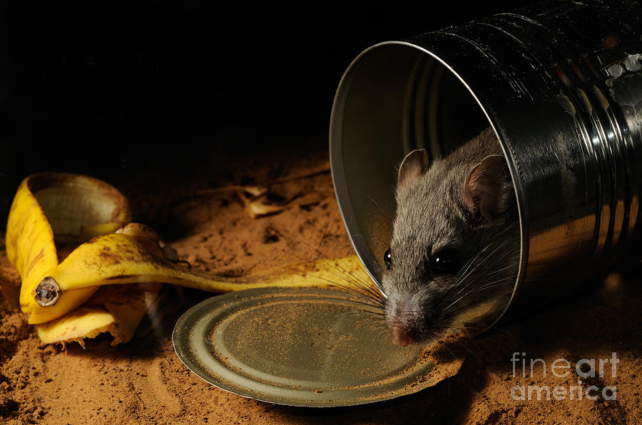 Animal Photograph - White-throated Woodrat #1 by Scott Linstead
