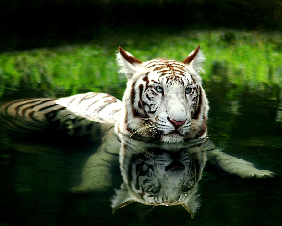 Wildlife Photograph - White Tiger #1 by Barun Sinha