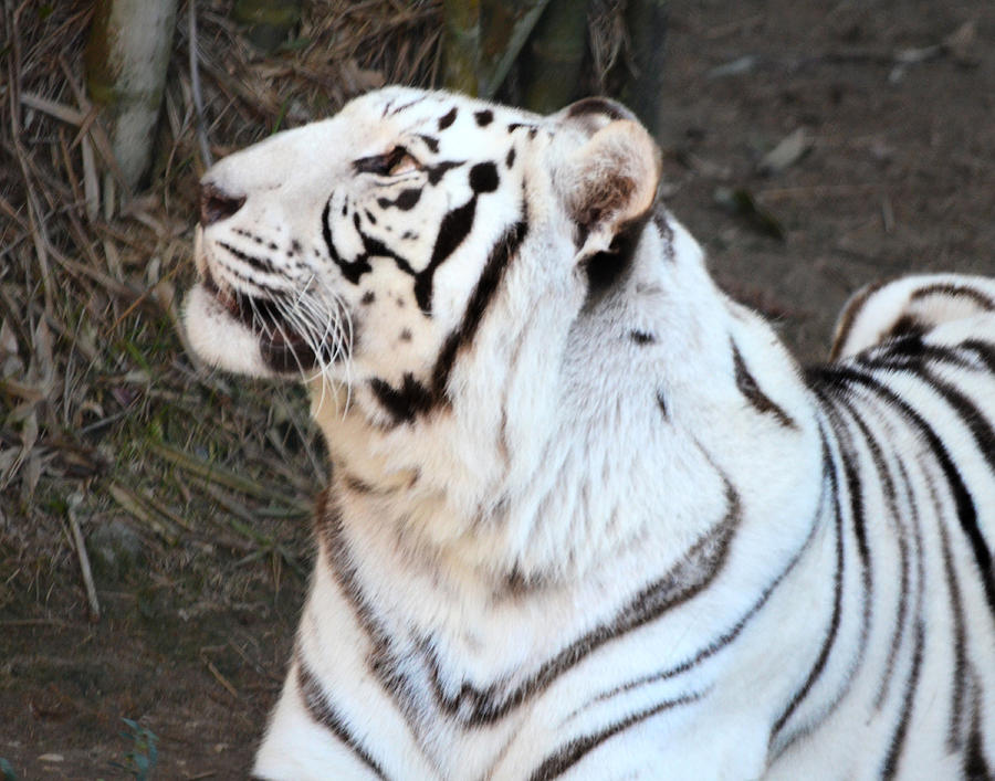 White Tiger #1 Photograph by Maggy Marsh