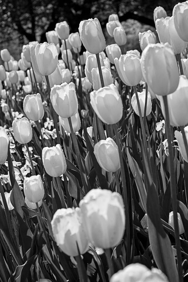 White Tulips #1 Photograph by Michael Porchik
