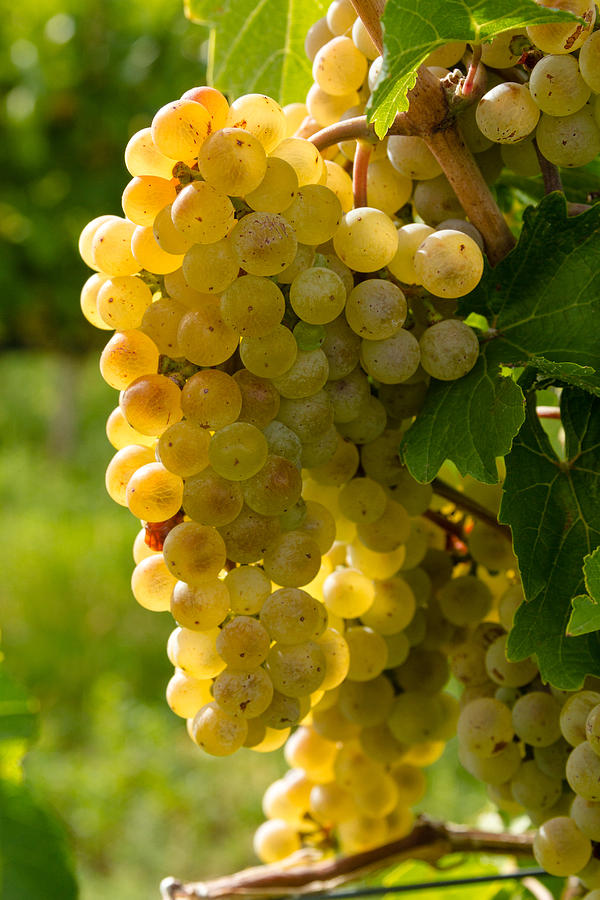 White Wine Grapes #1 Photograph by Teri Virbickis