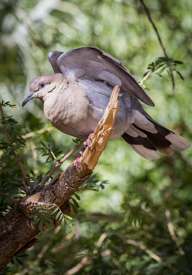 White-winged Dove Photograph