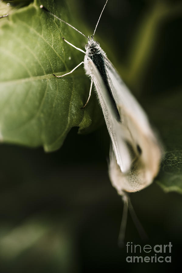 Nature Photograph - White winged moth insect on a green tree leaf #1 by Jorgo Photography