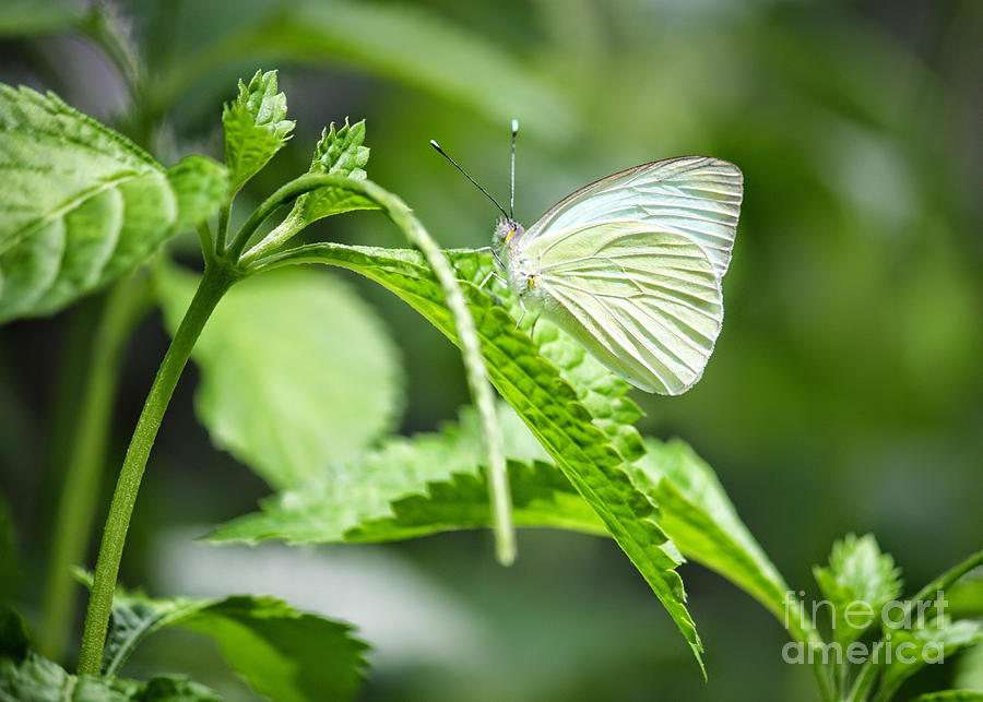 White Wings #1 Photograph by Carol Groenen