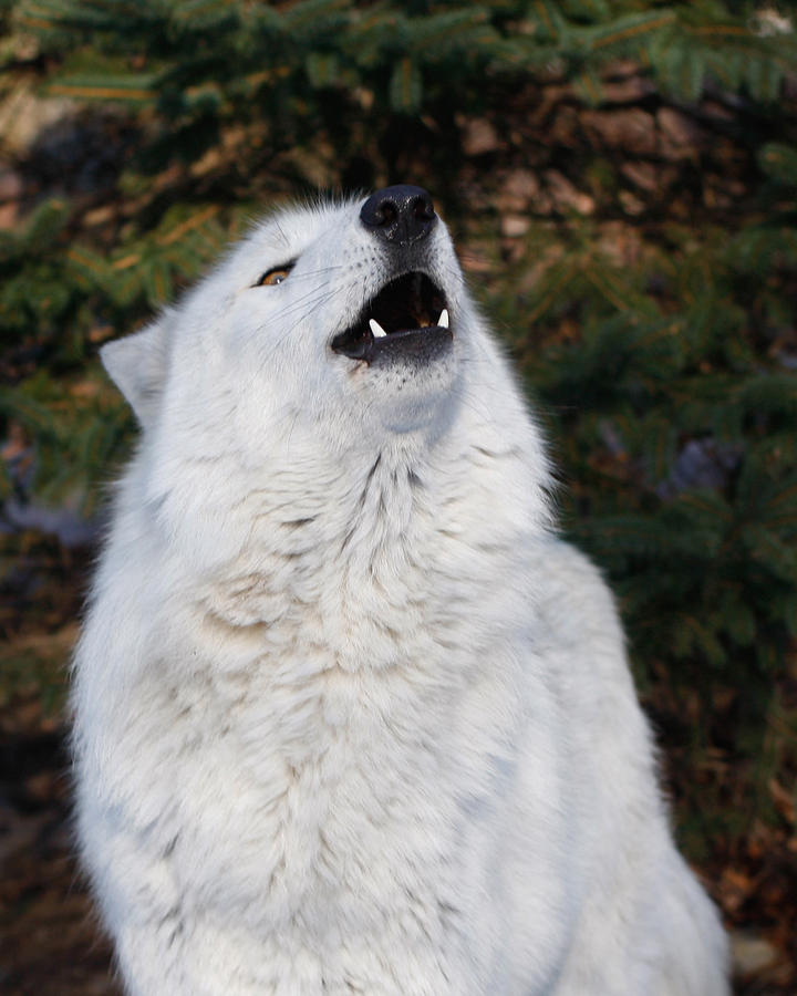 Wolves Photograph - White Wolf 2 #1 by Patsy Zedar