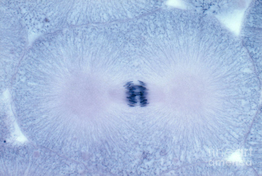 Whitefish Cells In Anaphase, Lm #1 Photograph by Biology Pics