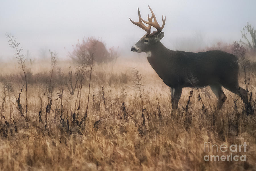 Deer in the mist art Buck 
