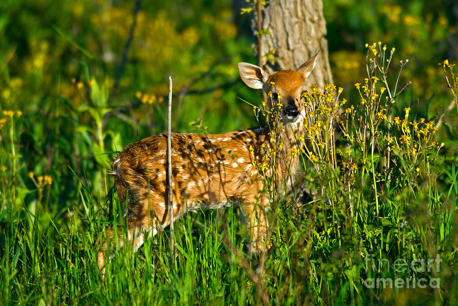 Whitetail Deer Fawn #1 Photograph by Mark Newman