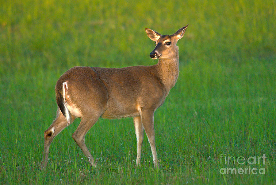 Whitetail Deer #1 Photograph by Mark Newman