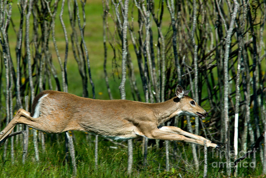 Whitetail Deer Running #1 Photograph by Mark Newman