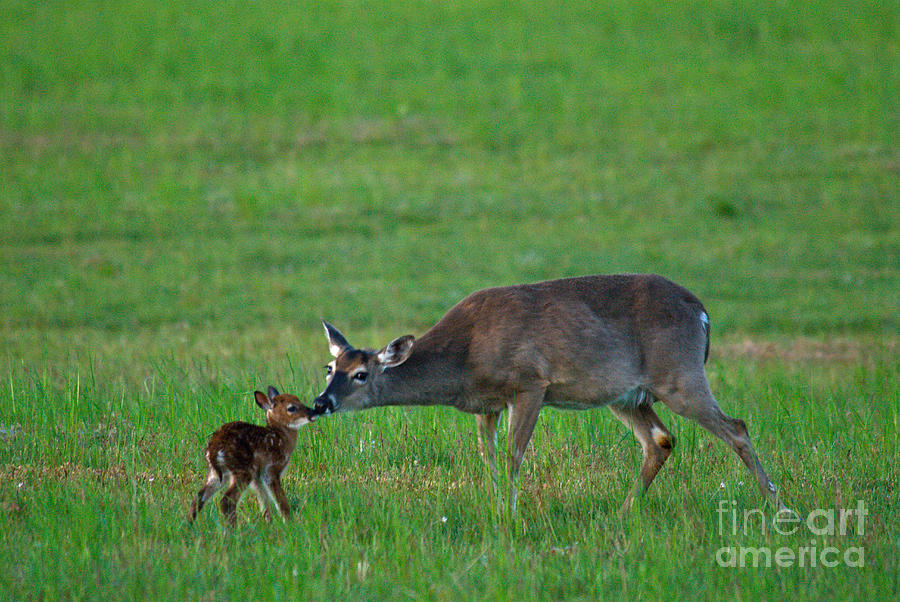 Whitetail Deer With Young #1 Photograph by Mark Newman