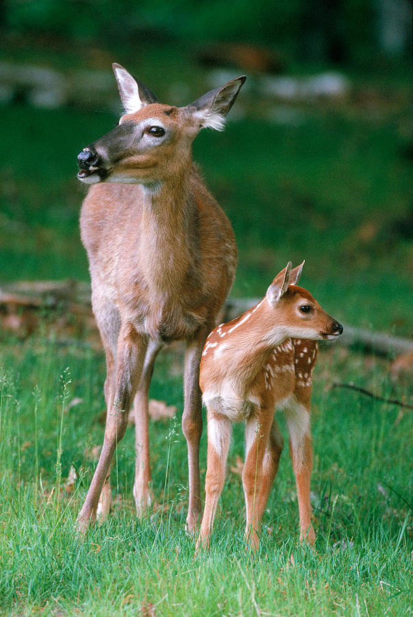 Whitetail Doe And Fawn #1 Photograph by Stephen J. Krasemann
