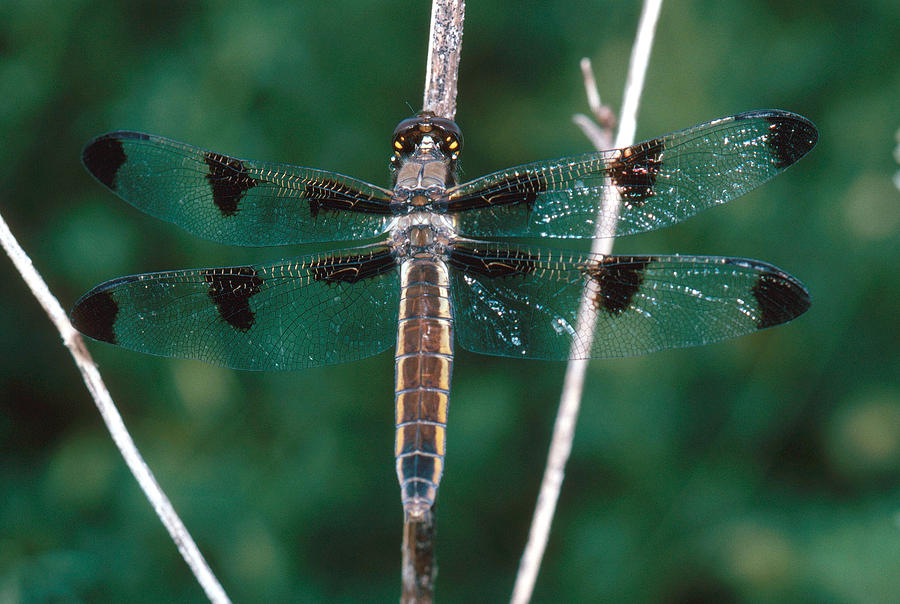 Whitetail Dragonfly #1 Photograph by Robert J. Erwin