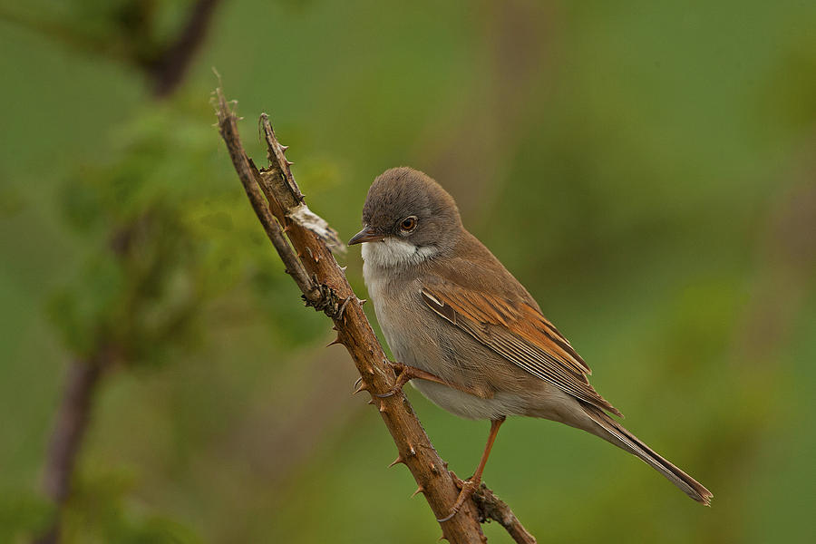 Whitethroat #1 Photograph by Paul Scoullar