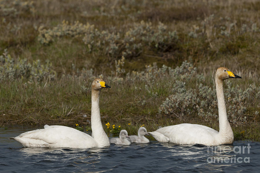 Whooper Swan Family #1 Photograph by John Shaw