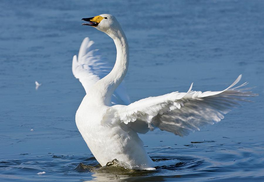 Whooper Swan #1 Photograph by John Devries/science Photo Library