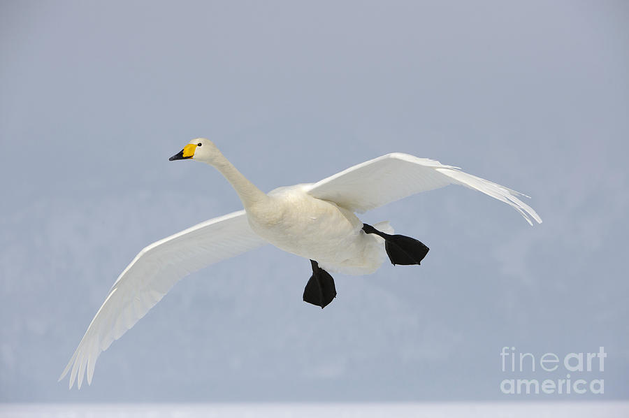Whooper Swan #1 Photograph by John Shaw