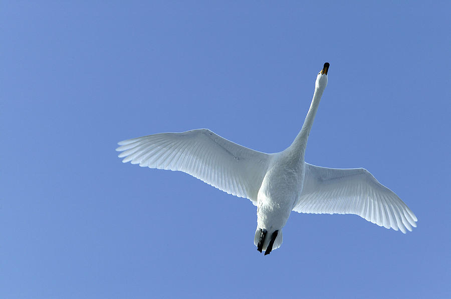 Whooper Swan #1 Photograph by M. Watson