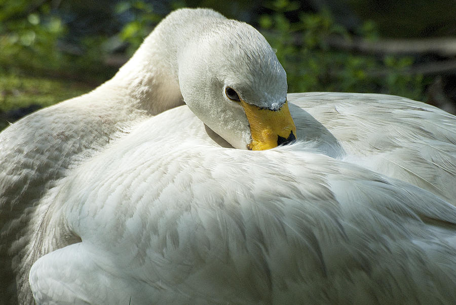 Whooper Swan #1 Photograph by Pat Exum