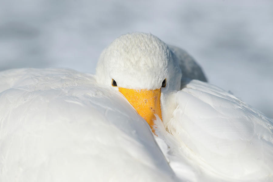 Whooper Swan Resting #1 Photograph by Dr P. Marazzi