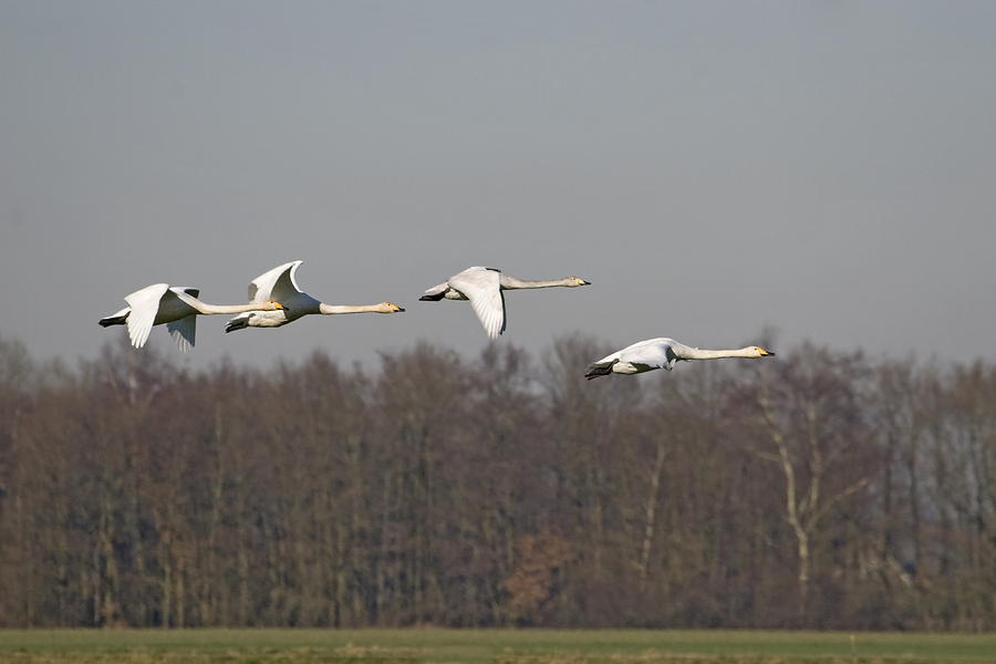 Whooper Swan Photograph by Ronald Jansen - Fine Art America