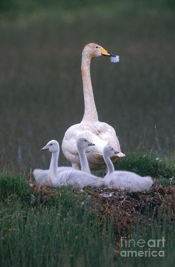 Whooper Swan With Cygnets #1 Photograph by Art Wolfe