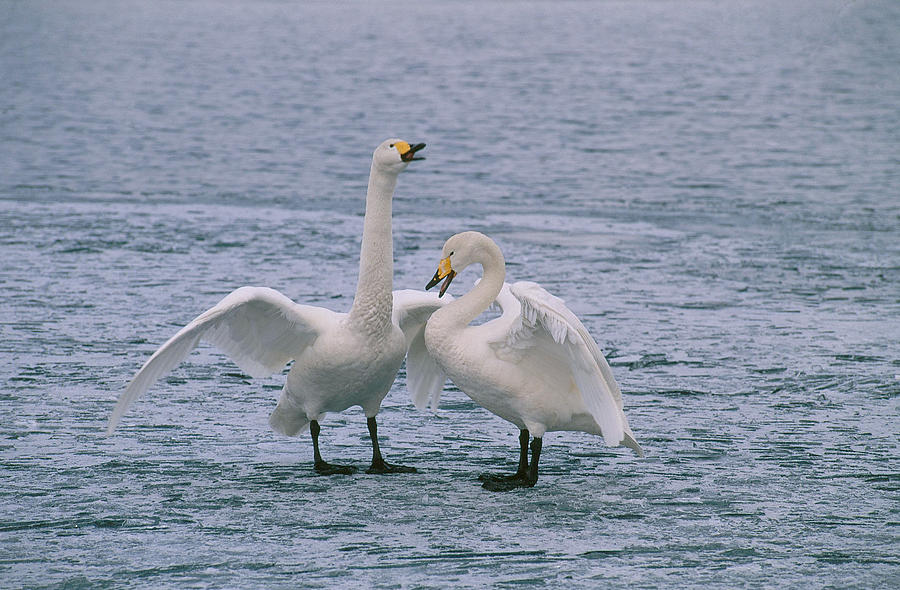 Whooper Swans #1 Photograph by Akira Uchiyama
