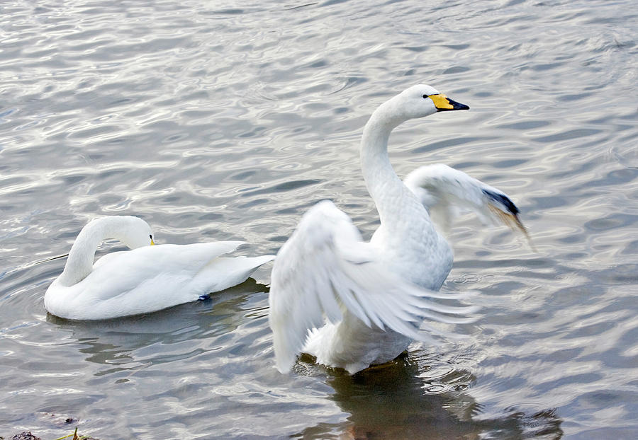 Whooper Swans #1 Photograph by John Devries/science Photo Library