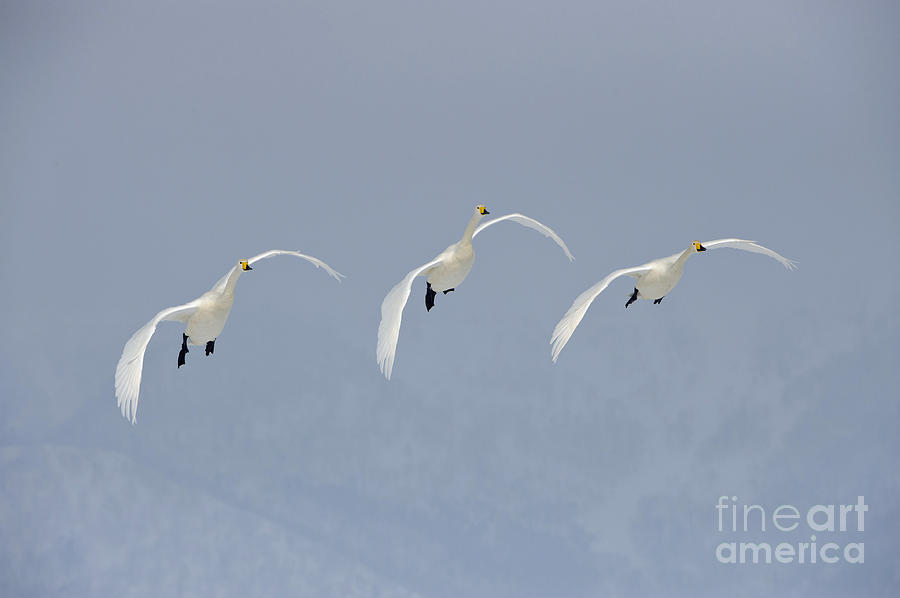 Whooper Swans #1 Photograph by John Shaw